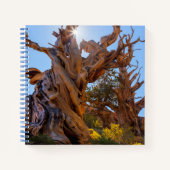 De Sentinelboom Notitieboek (Voorkant)