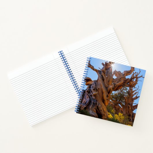 De Sentinelboom Notitieboek (Binnen)