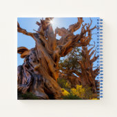 De Sentinelboom Notitieboek (Achterkant)