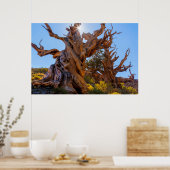 De Sentinelboom Poster (Keuken)