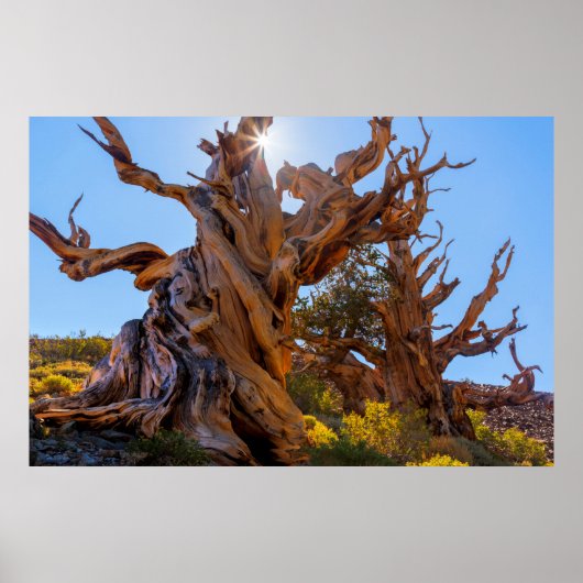 De Sentinelboom Poster (Voorkant)