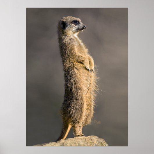 De Sentry druk Poster (Voorkant)