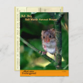 De SF Bay "Salt Marsh" muizen zijn bedreigd - Feestdagenkaart (Voorkant / Achterkant)