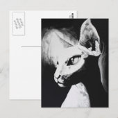 De sfonx haarloze kat zwart-wit originele kunst briefkaart (Voorkant / Achterkant)