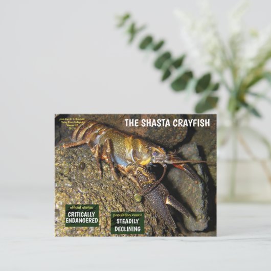 De Shasta rivierkreeft is bedreigd - 3 - Feestdagenkaart (Staand voorkant)