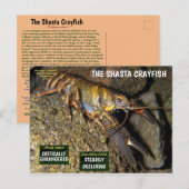 De Shasta rivierkreeft is bedreigd - 3 - Feestdagenkaart (Voorkant / Achterkant)