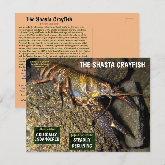 De Shasta rivierkreeft is bedreigd - 3 - Feestdagenkaart (Voorkant / Achterkant)