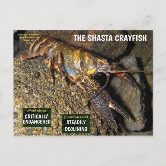 De Shasta rivierkreeft is bedreigd - 3 - Feestdagenkaart (Voorkant)