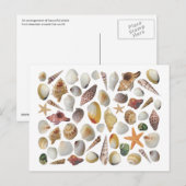 De Shell Collector Post Card Briefkaart (Voorkant / Achterkant)