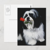 De Shih Tzu Dog Briefkaart (Voorkant / Achterkant)