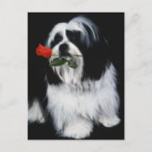 De Shih Tzu Dog Briefkaart (Voorkant)