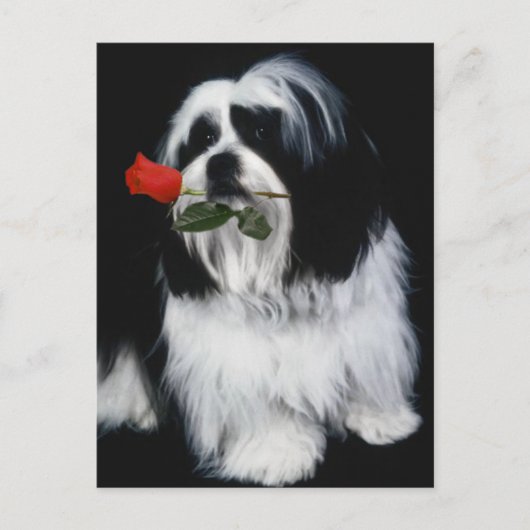 De Shih Tzu Dog Briefkaart (Voorkant)