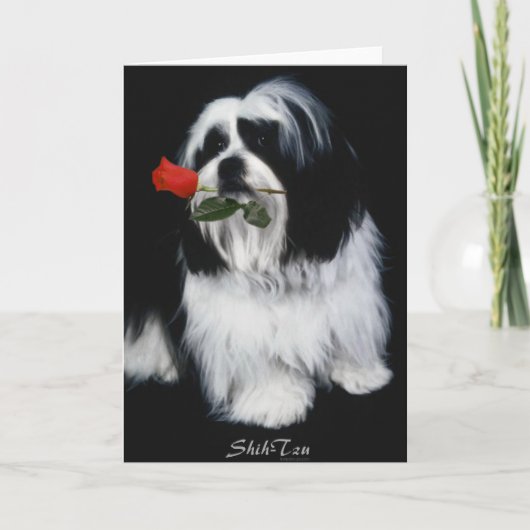 De Shih Tzu Dog Kaart (Voorkant)