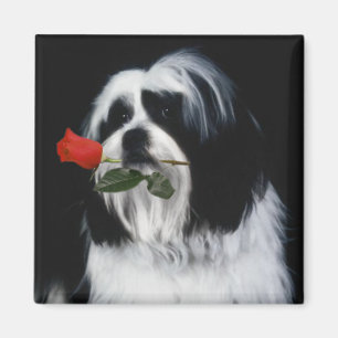 De Shih Tzu Dog Magneet
