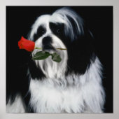 De Shih Tzu Dog Poster (Voorkant)