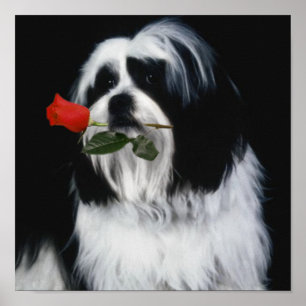 De Shih Tzu Dog Poster