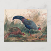 De Siamese fazant van Joseph Wolf Briefkaart (Voorkant)