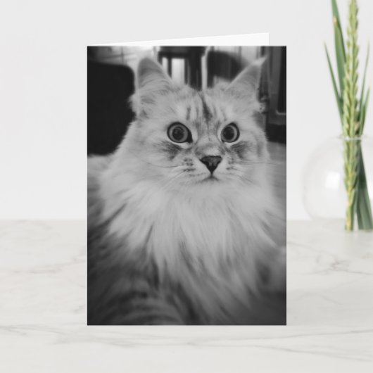 De Siberische Magische Kaarten van de Nota (Voorkant)