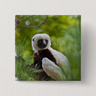 De Sifaka van Coquerel in het bos 2 Vierkante Button 5,1 Cm