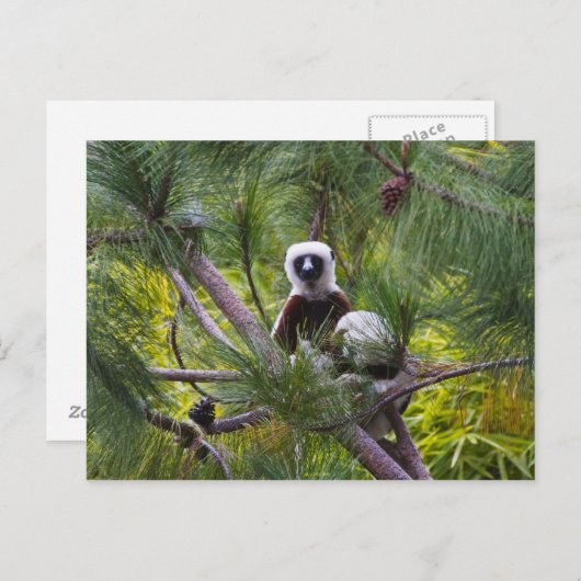 De Sifaka van Coquerel in het bos Briefkaart (Voorkant / Achterkant)