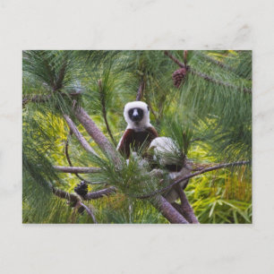 De Sifaka van Coquerel in het bos Briefkaart