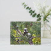 De Sifaka van Coquerel in het bos Briefkaart (Staand voorkant)