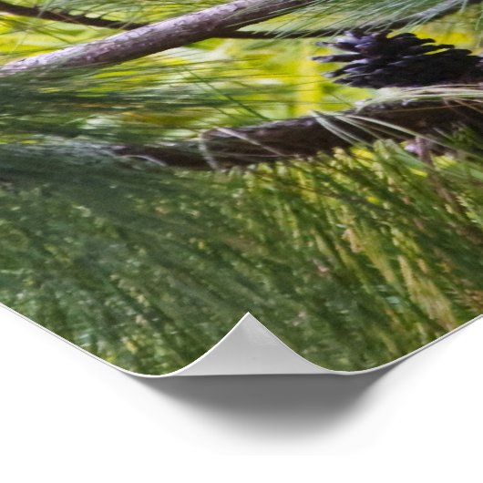 De Sifaka van Coquerel in het bos Poster (Hoek)