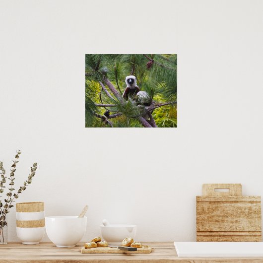 De Sifaka van Coquerel in het bos Poster (Keuken)