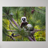 De Sifaka van Coquerel in het bos Poster (Voorkant)