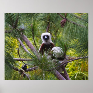 De Sifaka van Coquerel in het bos Poster