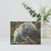 De Slaap van Australië Teddy van de koala Briefkaart (Staand voorkant)