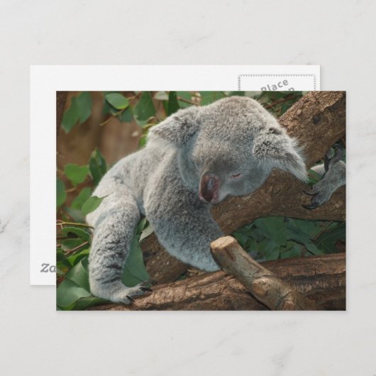 De Slaap van Australië Teddy van de koala Briefkaart (Voorkant / Achterkant)