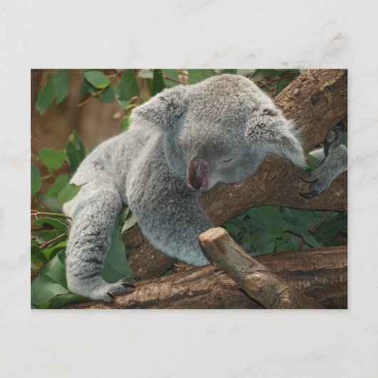De Slaap van Australië Teddy van de koala Briefkaart (Voorkant)