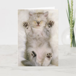 De Slaap van het katje op een Wit Pluizig Hoog Kaart