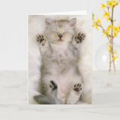 De Slaap van het katje op een Wit Pluizig Hoog Kaart (Gele Bloem)