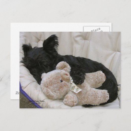De Slaap van het Puppy van Scottie Briefkaart (Voorkant / Achterkant)