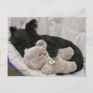 De Slaap van het Puppy van Scottie Briefkaart