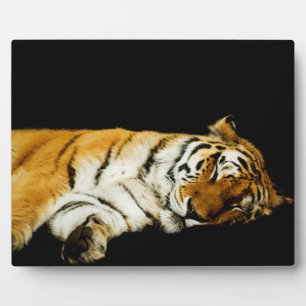De slapende Amur Plaque Fotoplaat