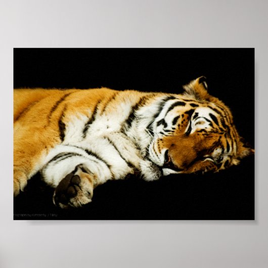 De slapende Amur-print Poster (Voorkant)