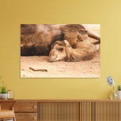 de slaperige blik van een dromedary op canvas prin afdruk (Insitu (Woonkamer))