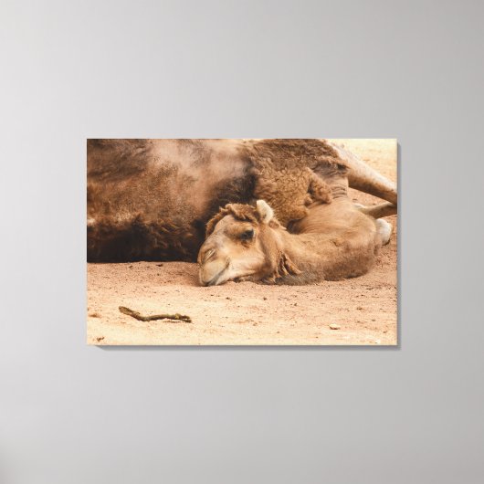 de slaperige blik van een dromedary op canvas prin afdruk (Voorkant)