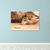 de slaperige blik van een dromedary op canvas prin afdruk (Insitu (Houten vloer))