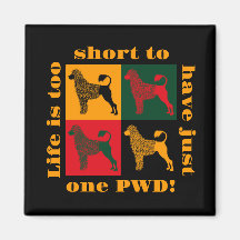 De slimme Portugese waterhond