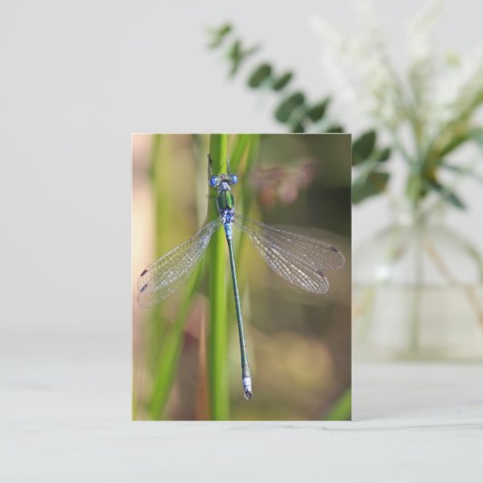 De smaragdgroene damselfly briefkaart (Staand voorkant)