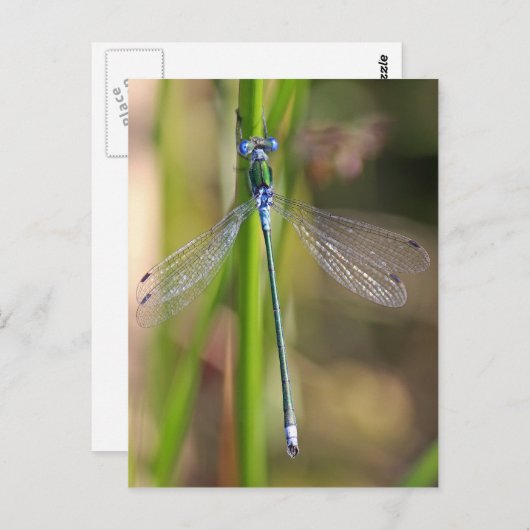 De smaragdgroene damselfly briefkaart (Voorkant / Achterkant)