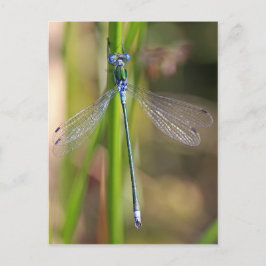 De smaragdgroene damselfly briefkaart