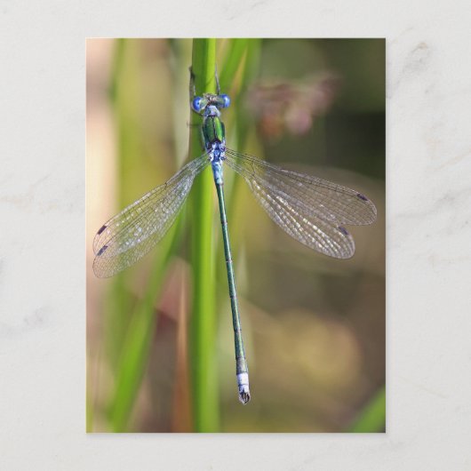 De smaragdgroene damselfly briefkaart (Voorkant)