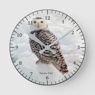 De sneeuw klok van de Uil
