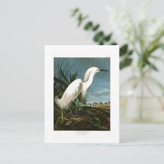 De sneeuw Vogels van Audubon van de Aigrette van Briefkaart (Staand voorkant)