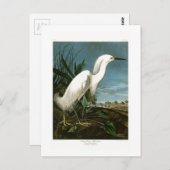 De sneeuw Vogels van Audubon van de Aigrette van Briefkaart (Voorkant / Achterkant)